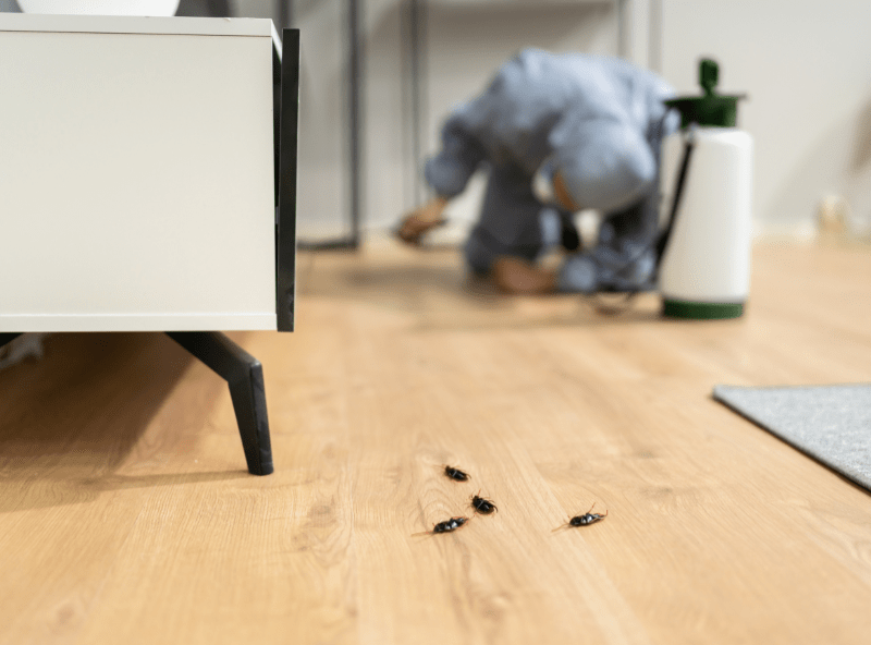 Termite Inspection